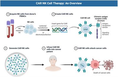 Advances in CAR-NK cell therapy for lung cancer: is it a better choice in the future?